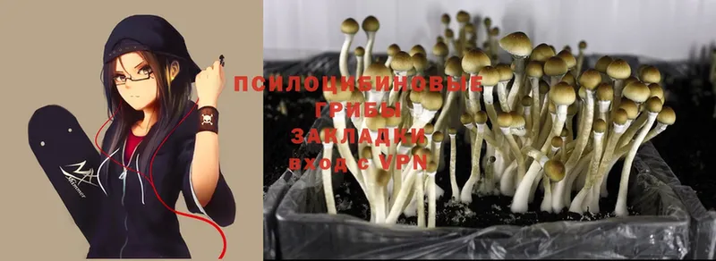 Галлюциногенные грибы Psilocybine cubensis  наркошоп  Североморск 